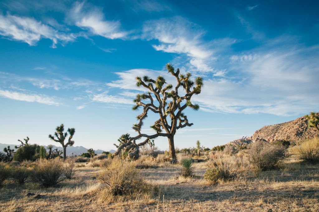 Will God Take Care of Us? Scrub brush in the desert. What if we could take our eyes off of the cracks in the dry ground and see the well of water God has provided?