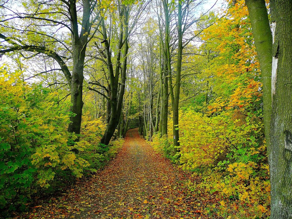 What Happens When We Turn to God_path in woods with leaves changing