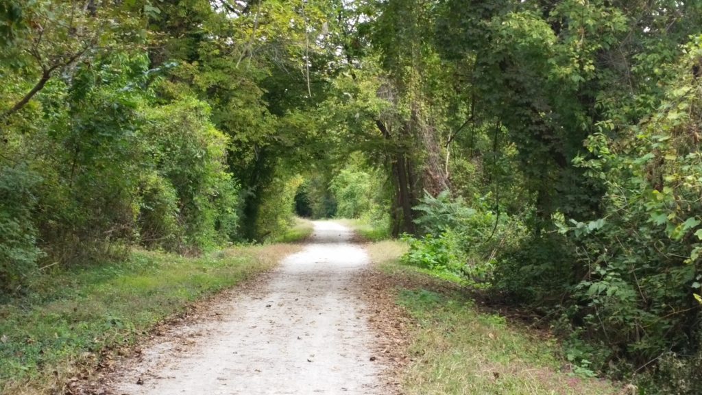 A Refresher in Our Study of Elisha_green trees overhanging path through woods