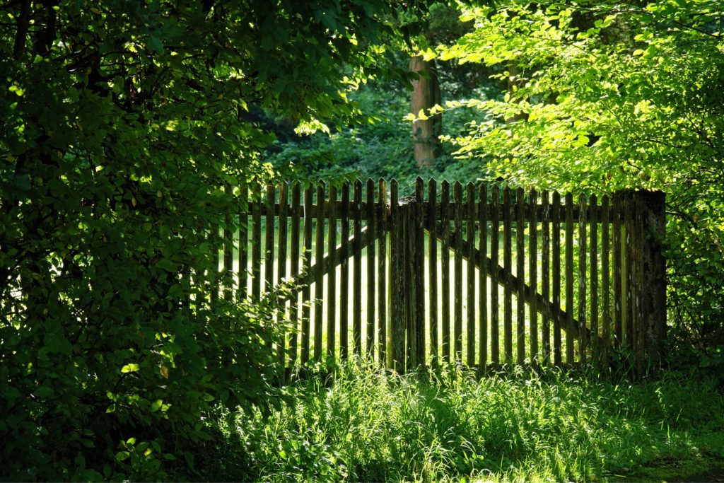 What Everybody Ought to Know About God's Protection_green scene with trees in foreground and background, tall grass in front, narrow-slatted wood fence across the middle