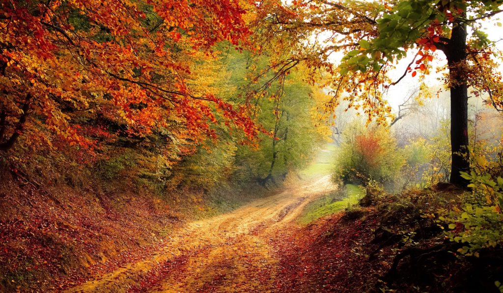 When You Need to Know God Knows_light shining on leafy path through fall-colored trees